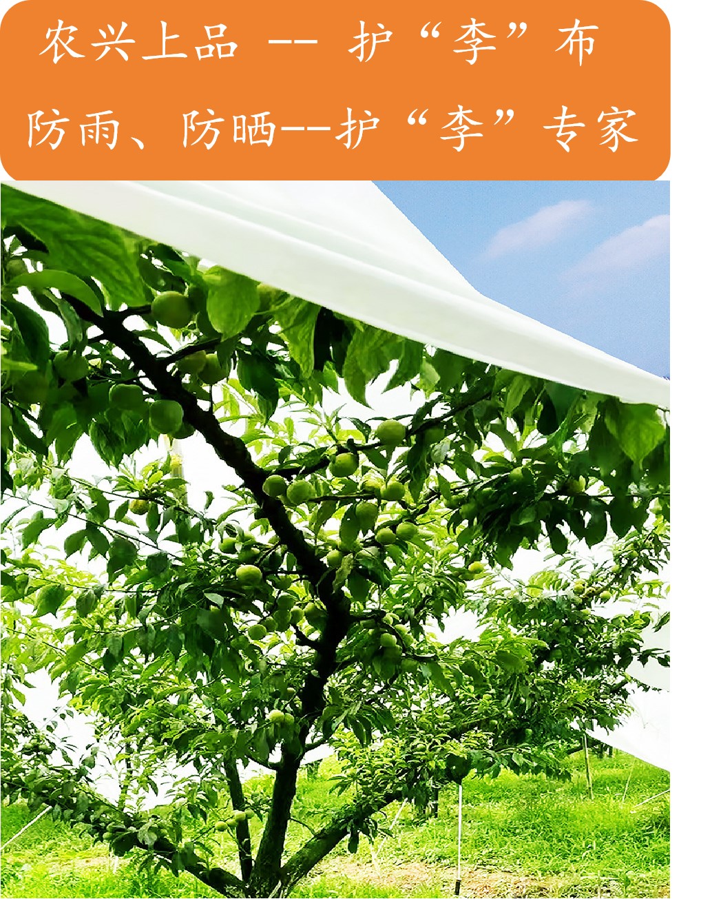 农兴上品_李子的“保护伞”