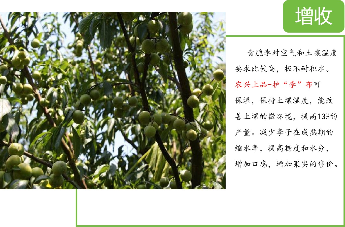 农兴上品_李子的“保护伞”