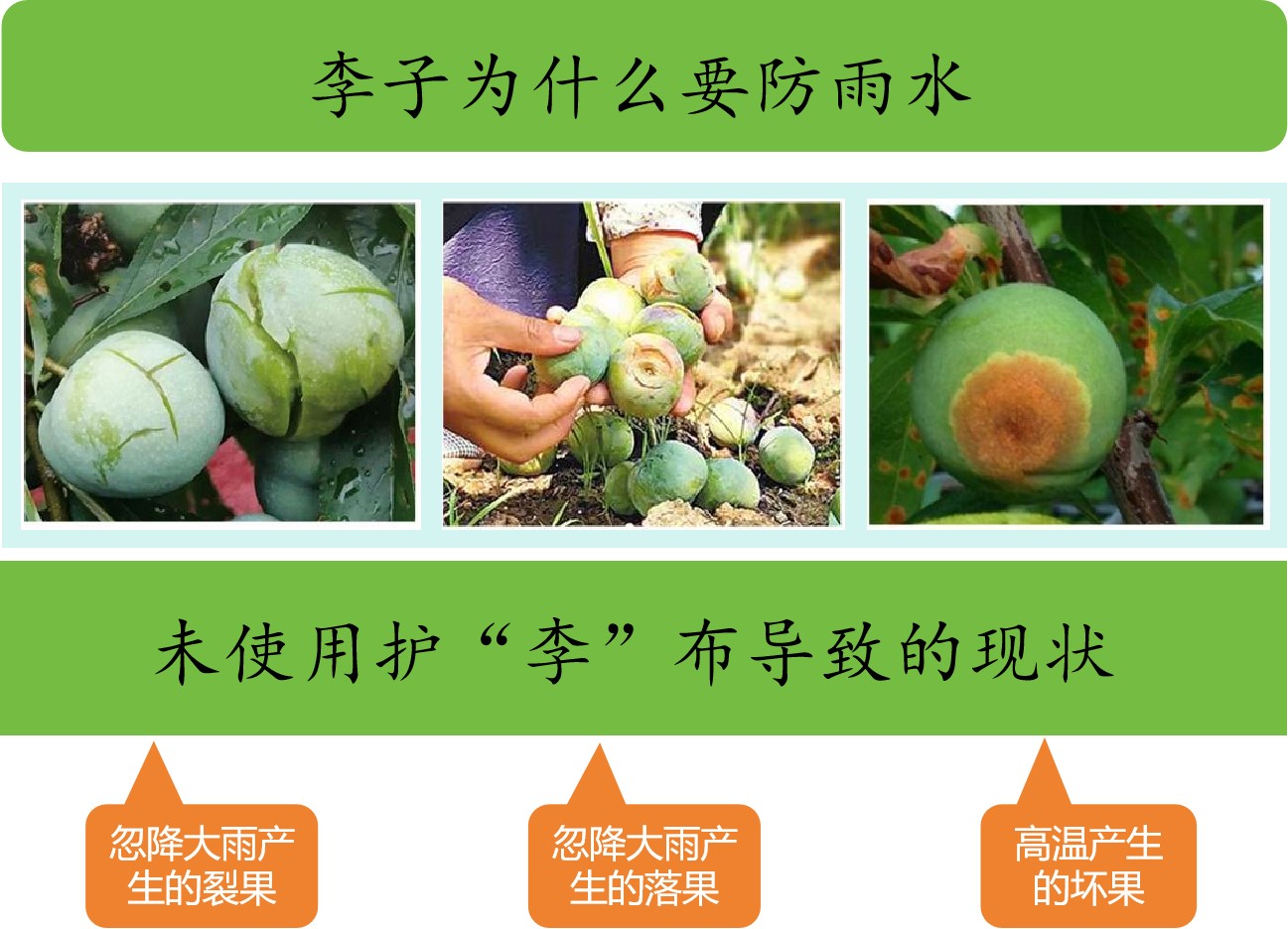 农兴上品_李子的“保护伞”